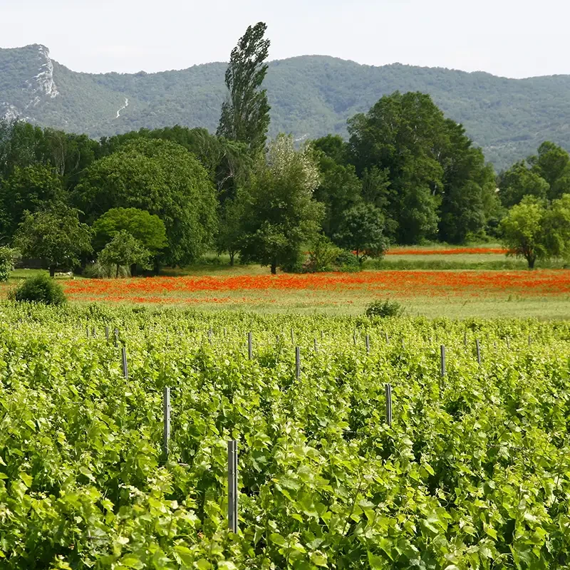 Vigne en Cévennes