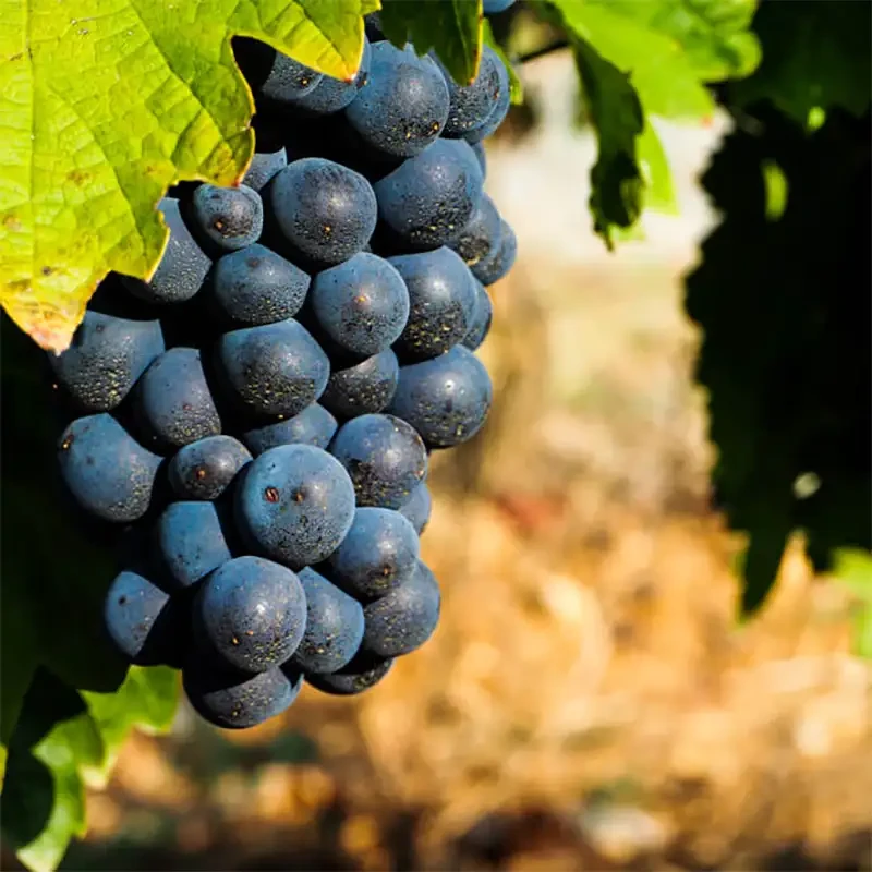 Domaine de Berguerolles