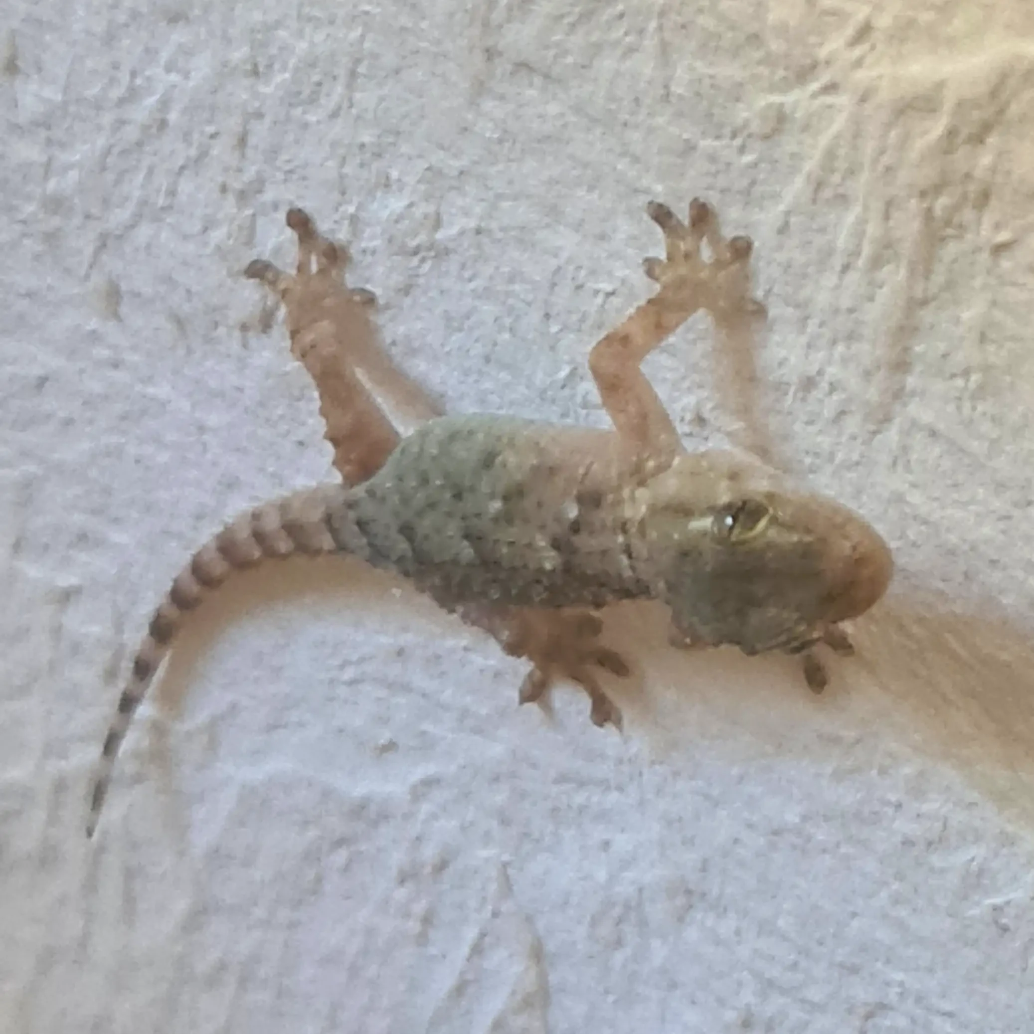 Un bébé gecko