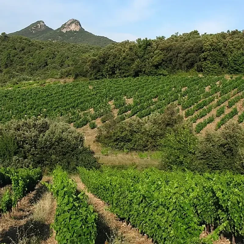 Vignoble du Mas Seren