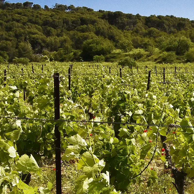 Vignoble