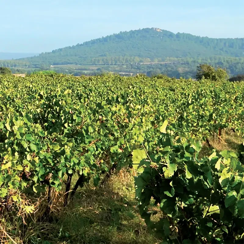 La cave de Durfort