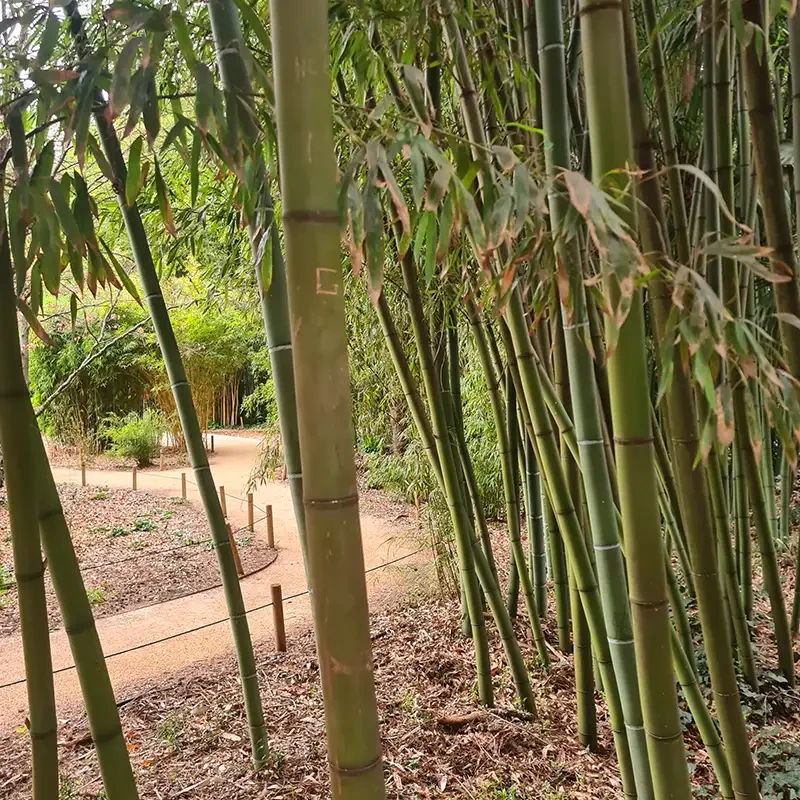 La bambouseraie à Générargues
